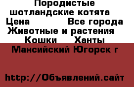 Породистые шотландские котята. › Цена ­ 5 000 - Все города Животные и растения » Кошки   . Ханты-Мансийский,Югорск г.